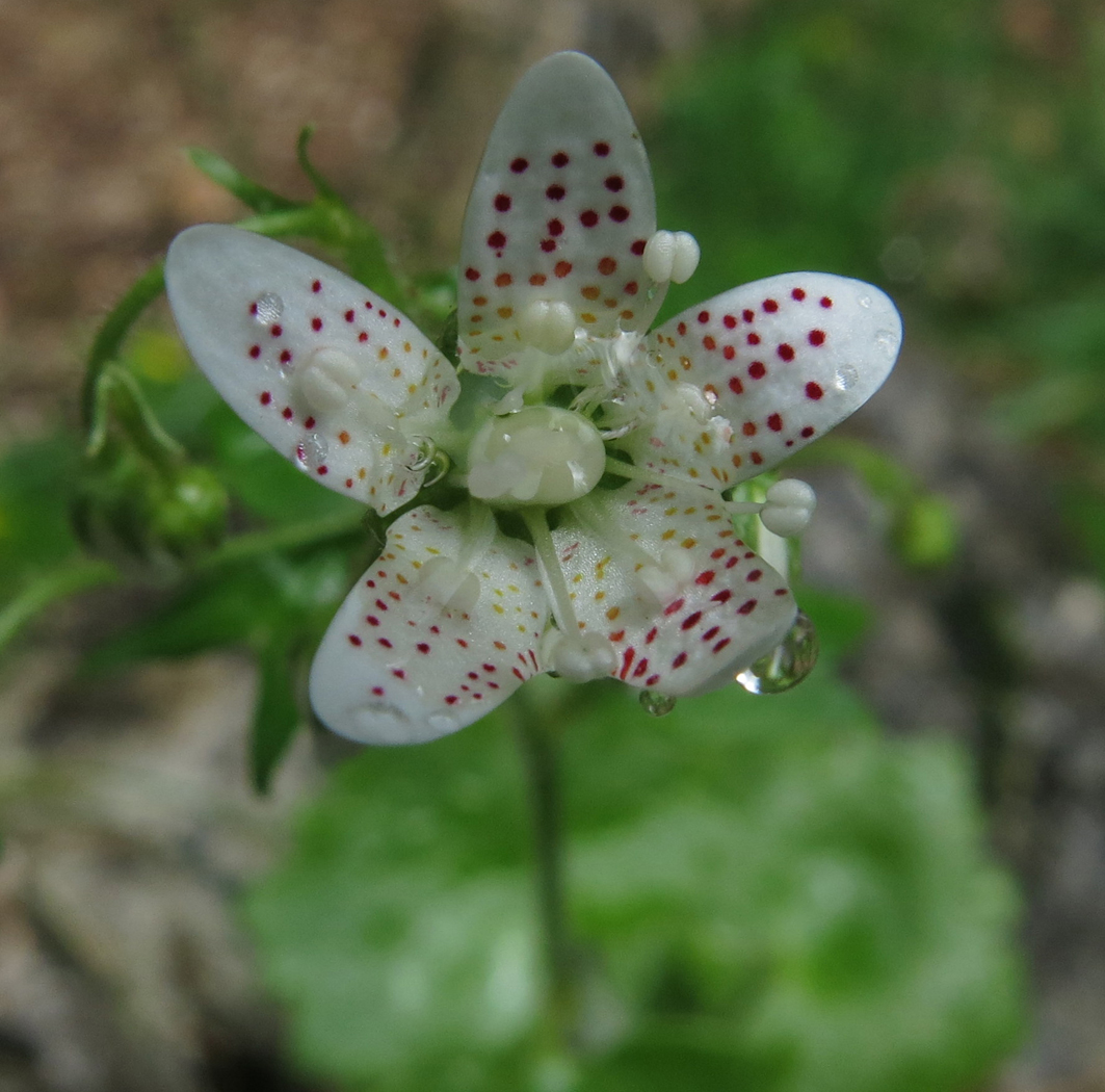  Saxifrage 